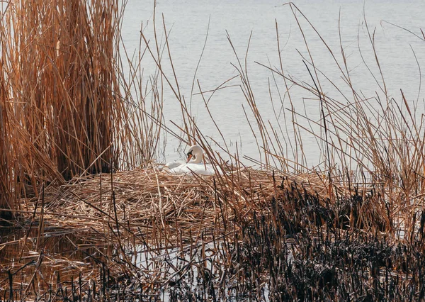 罕见的框架 春天的一天 一只雌性白天鹅坐在干枯的芦苇窝里 水面上的水 — 图库照片