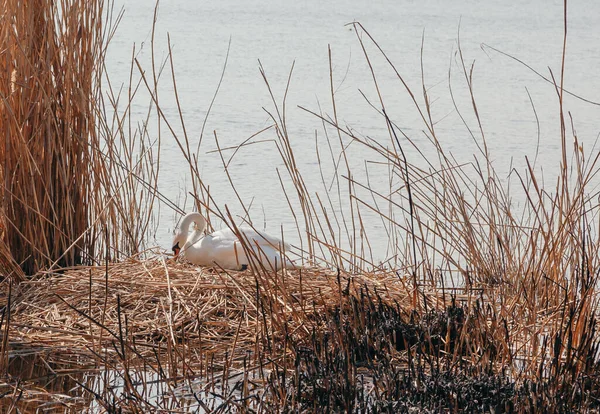 罕见的框架 春天的一天 一只雌性白天鹅坐在干枯的芦苇窝里 水面上的水 — 图库照片