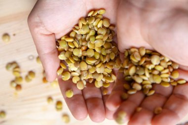 Yetiştiricinin eli. Ellerinde mercimek tohumu tohumu var.