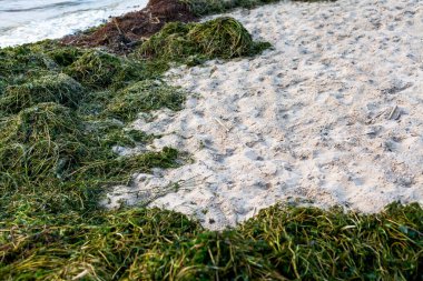 Ekolojik bir sorun. Sudan atılan yeşil yosunlar geniş bir nehrin kumlu kıyısında uzanıyorlar.