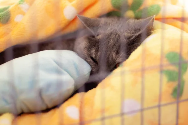 Gato Canoso Pelo Corto Duerme Jaula Sobre Una Colcha Amarilla —  Fotos de Stock