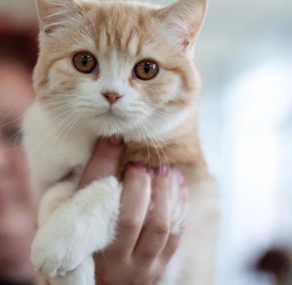 Fluffy Cat Red Head White Paws Sits Woman Hand Close — Stock Photo, Image