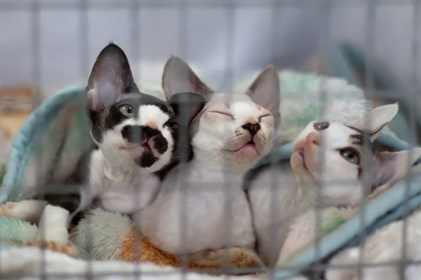 Três Gatos Pretos Brancos Amontoados Uma Cag Animal Especial — Fotografia de Stock