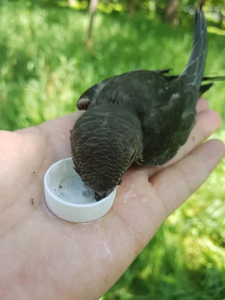 Een Vogel Redden Van Hitte Een Prachtige Vogel Toren Snel — Stockfoto