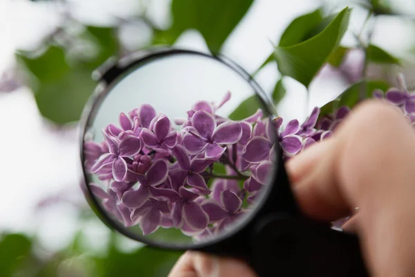 Botânico Examina Lilás Mão Segura Uma Lupa Redonda Sobre Flores — Fotografia de Stock