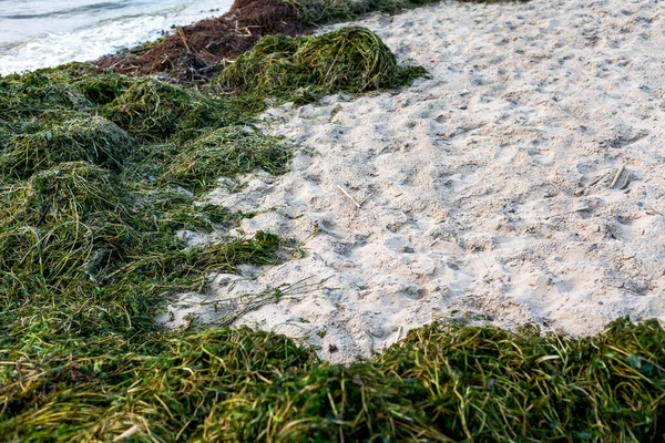 Ekolojik bir sorun. Sudan atılan yeşil yosunlar geniş bir nehrin kumlu kıyısında uzanıyorlar.