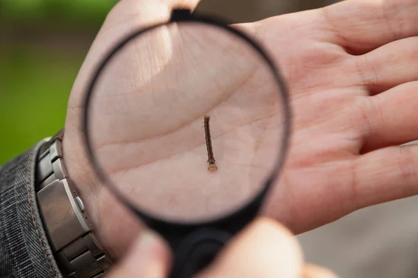 Estudamos Insectos Uma Pequena Lagarta Marrom Fica Palma Mão Naturalista — Fotografia de Stock