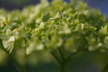 Dört geniş yapraklı küçük sarı çiçekli ortancaların enfeksiyonu. Makro fotoğraf