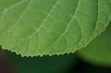 Dişleri olan bir bitkinin yeşil yaprağının kenarı. Yapı makro fotoğrafı