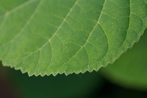 Boord Van Een Groen Blad Van Een Plant Met Denticles — Stockfoto