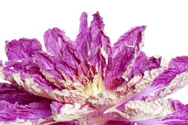 Mor Çin lahanası, yaprakları beyaz bir sırtüstü uzanmış çiçek şeklinde.