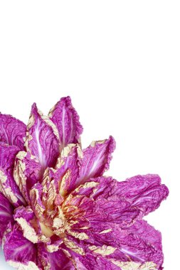 Mor Çin lahanası, yaprakları beyaz bir sırtüstü uzanmış çiçek şeklinde.