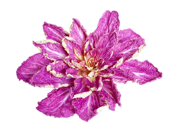 Purple Chinese Cabbage Leaves Unfolded Form Flower White Backgroun Stockfoto