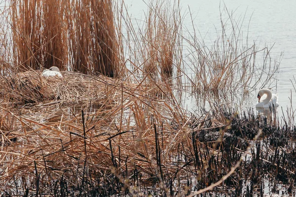 白天鹅漂浮在水面上 一只雌性白天鹅坐在草地上干枯的芦苇里 — 图库照片