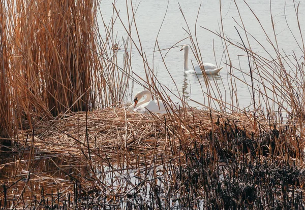 Quadro Raro Cisne Branco Fêmea Senta Ninho Juncos Secos Dia — Fotografia de Stock