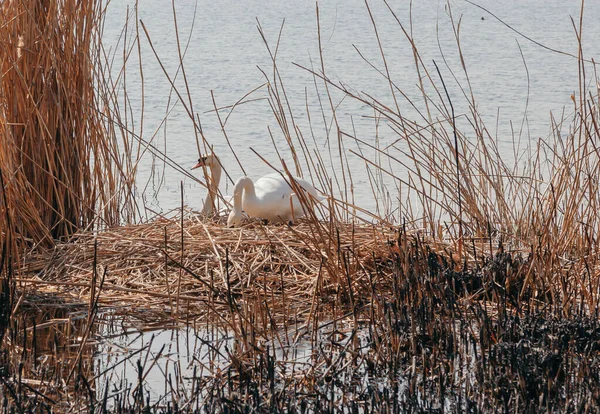 Quadro Raro Uma Família Cisnes Brancos Fica Perto Ninho Juncos — Fotografia de Stock