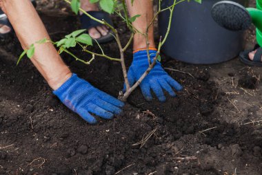 Gül nakli. İş eldivenleri, olgun bir gül çalısı etrafındaki kara toprağı sıkıştırır. Kapat.