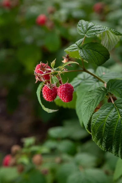Several Raspberries Various Degrees Ripeness Grow Branch Green Leaves Close —  Fotos de Stock