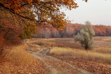 Altın sonbahar. Bir meşe ormanının kıyısında. Sağda toprak bir yol var ve kuru sarı çimenler yetişiyor. Sarı yapraklar homurdanır