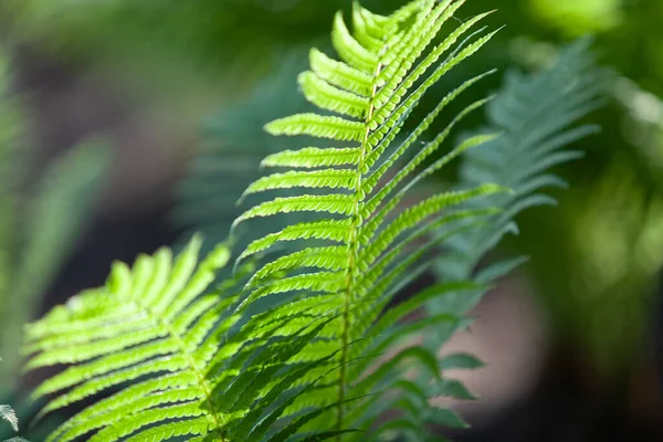 Beautiful Juicy Green Fern Branch Backlight Green Blurred Background Close — Stockfoto
