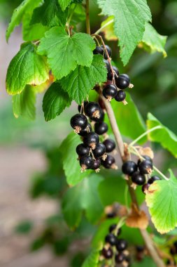 Olgun kuşüzümü yeşil yapraklı bir dalda yetişir.