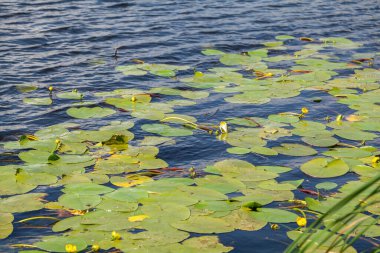 Nilüfer çiçeğinin yeşil yaprakları suda yüzer. Sarı çiçekler büyür