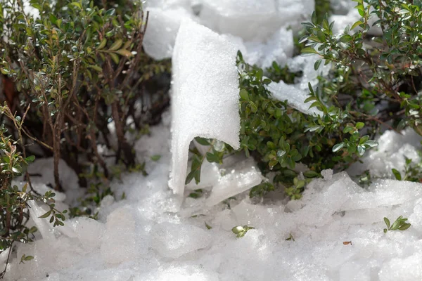 Κομμάτι Πάγου Ασυνήθιστο Καμπυλωτό Σχήμα Βρίσκεται Μεταξύ Πράσινων Θάμνων Boxwood — Φωτογραφία Αρχείου