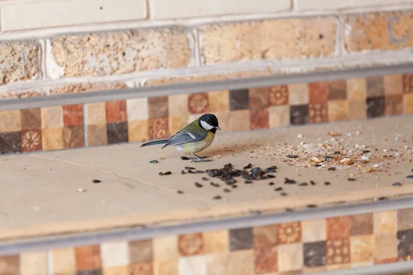 Cute Tit Sits Shelf Nearby Black Sunflower Seeds Back Brick — 图库照片