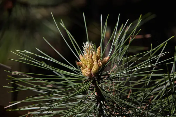 Young Sprout Pine Branch Long Green Needles Blurred Background Close — Foto de Stock