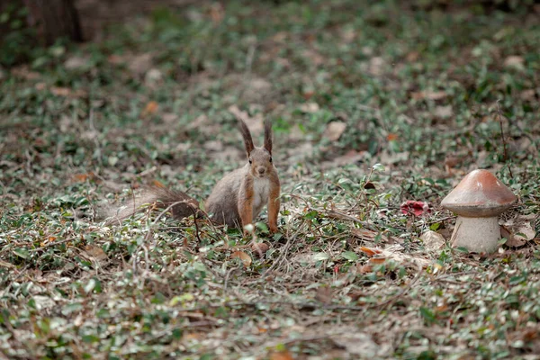 Rode Eekhoorn Met Pluizige Kwastjes Zijn Oren Zit Grond Een — Stockfoto