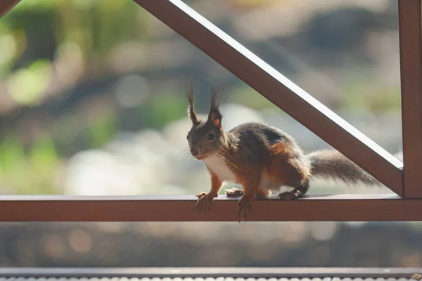Red squirrel with a fluffy tail sits on a wooden structure of the veranda fenc