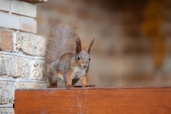 Squirrels Veranda Ginger Squirrel Fluffy Ears Sits Wooden Shelf Brick — 스톡 사진