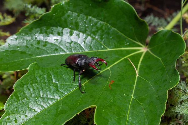 상태에서는 딱정벌레입니다 딱정벌레는 여름날커다란 등에난 녹색식물 — 스톡 사진