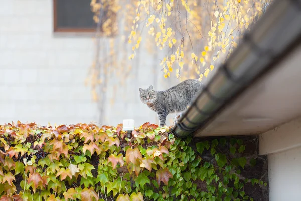 Beautiful Plump Striped White Gray Cat Stands Its Front Paws — Fotografia de Stock