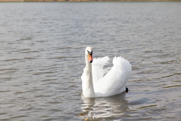 Weißer Schwan Streckt Seinen Langen Hals Über Die Wasseroberfläche — Stockfoto