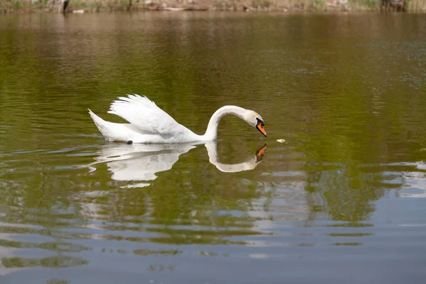 White Swan Trying Get Piece Bread Front Him Water Surface — 图库照片
