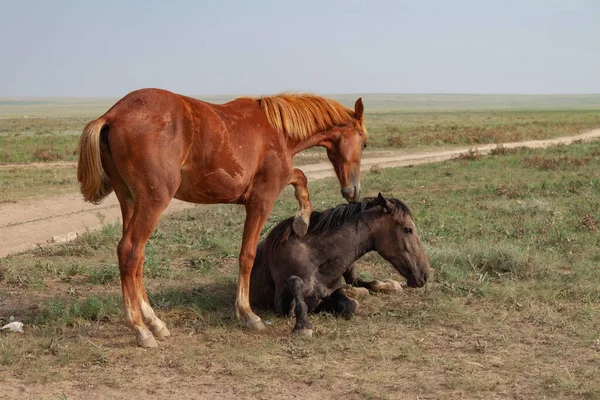 Tenderness in horses. The bay horse lies in the steppe. Nearby, a red horse tries to hug he