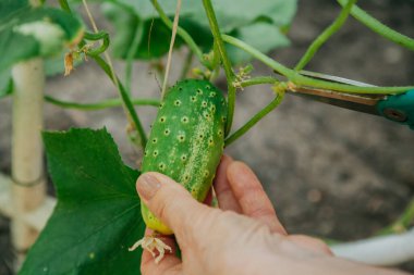 Olgun yeşil salatalık makasla kesilir.