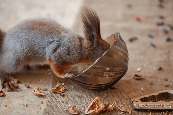 Portrait Mischievous Squirrel Long Fluffy Ears Red Squirrel Overturns Glassware — Foto Stock