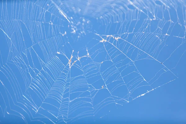 Complex web without a spider against a clear blue sk