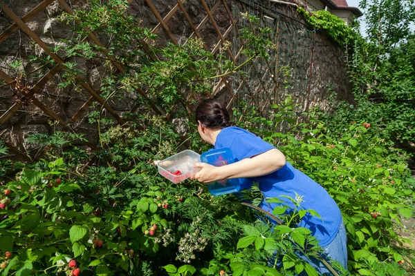 Young Woman Picks Ripe Red Raspberries Dense Raspberry Bush She — Stock Photo, Image