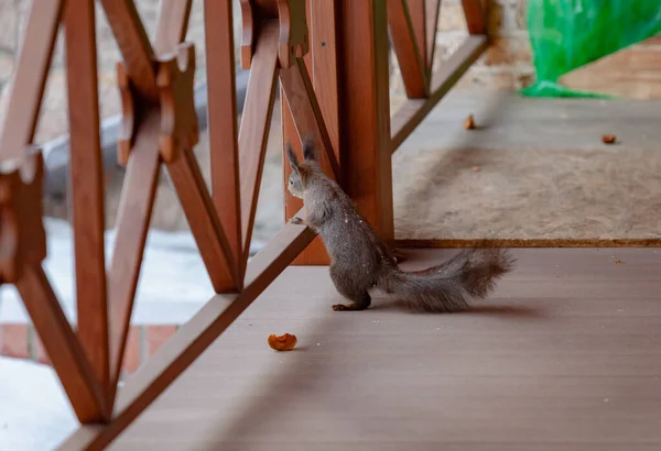 Ginger Squirrel Fluffy Tail Stands Its Hind Legs Floor Veranda — Foto Stock