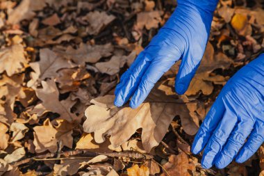 Bitki örtüsü topluyor. Mavi lateks tek kullanımlık eldivenli eller arka planda kurumuş meşe yaprağını tutar.
