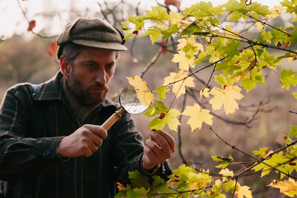 Naturalist Beard Examines Large Yellow Maple Leaf Tree Branch Large — Stock Photo, Image