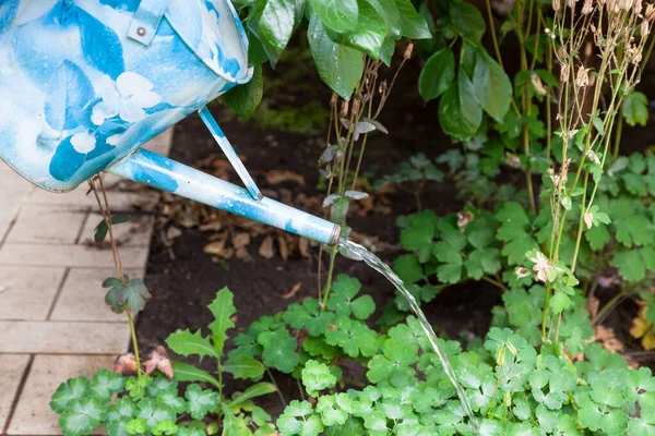 Mavi Sulama Tenekesinden Gelen Bir Jeti Yazın Yeşillik Çimen Bitkilerini — Stok fotoğraf