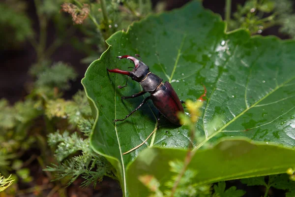 Beetle in natural conditions. A stag beetle with large antlers sits on a large green leaf on a summer day. Green plants in the backgroun