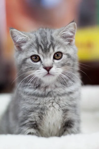 Uzun saçlı şirin gri kedi yavrusu bulanık bir sırt grubunda oturuyor.