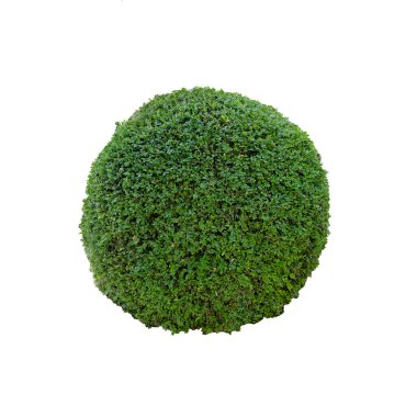Beyaz bir grupta izole edilmiş bir top şeklinde kesilmiş yeşil boxwood çalısı.