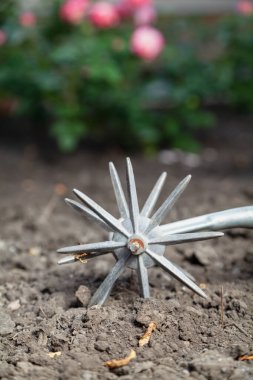 Manual rotary with two sprocket tills the soil in the vegetable garden close-up. Blurred rose bush in the backgroun