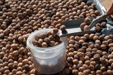 Eller bir metal spatula kullanarak plastik bir kova içine olgun ceviz dökün